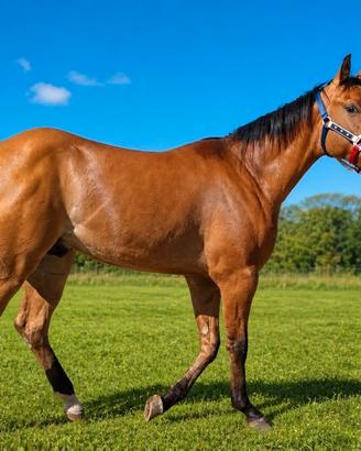 Puledro quarter horse
