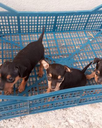 Pinscher