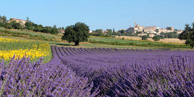 Weekend nelle Marche, Corinaldo e la lavanda