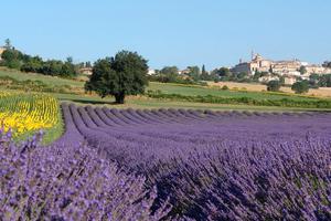 Weekend nelle Marche, Corinaldo e la lavanda