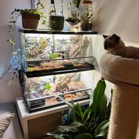 Teca per rettili Creas