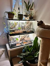 Teca per rettili Creas