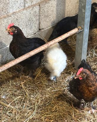 Due galli araucana/marans