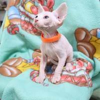 Sphynx
