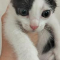 Gattini bianco nero siamese