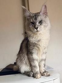 Maine Coon linee russe