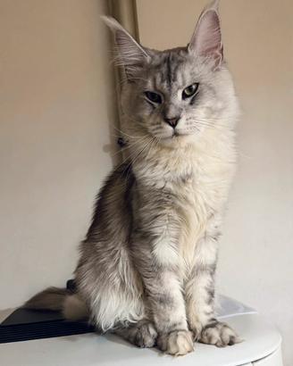Maine Coon linee russe