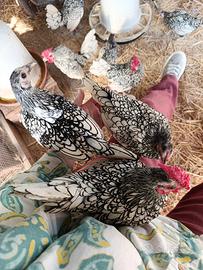 Pulcini di sebright silver argento