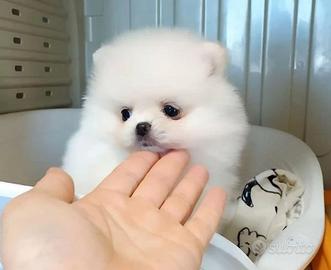 Spitz di pomerania femmine bianche toy