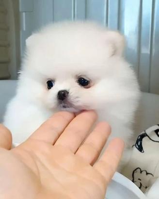 Spitz di pomerania femmine bianche toy