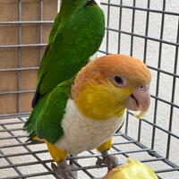 Coppia caicco testa gialla