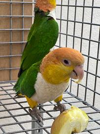 Coppia caicco testa gialla