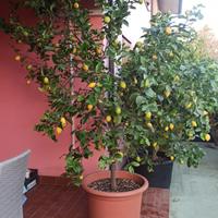 limone