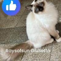 Femmina ragdoll con pedigree