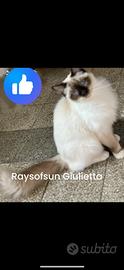 Femmina ragdoll con pedigree