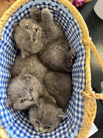 Gatti Scottish Fold e Straight