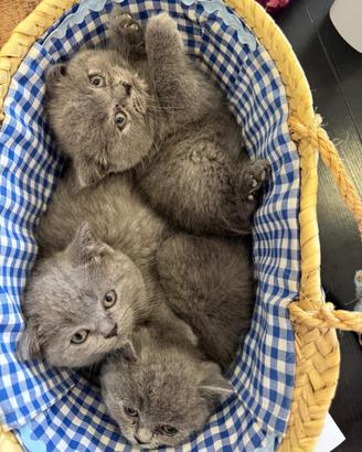 Gatti Scottish Fold e Straight