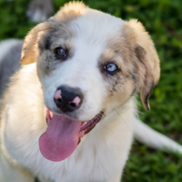 Cucciolo Pastore australiano x Border collie