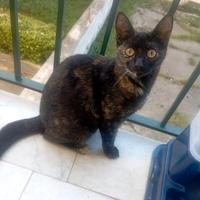 Gattina nata in casa