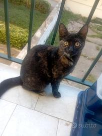 Gattina nata in casa