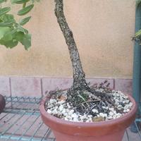 giuggiolo bonsai