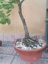 giuggiolo bonsai