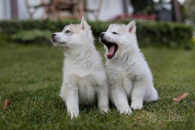 Siberian husky cuccioli