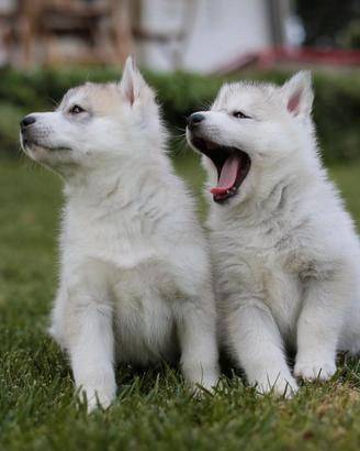 Siberian husky cuccioli