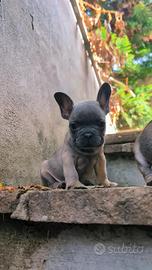 Bulldog francese