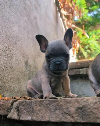 Bulldog francese