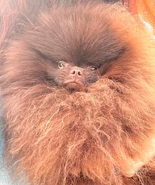 Spitz toy di Pomerania