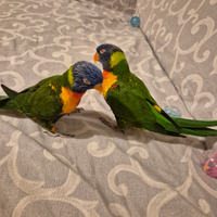 Pullo Lory arcobaleno