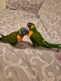 Pullo Lory arcobaleno