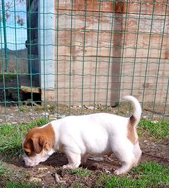 Jack Russell