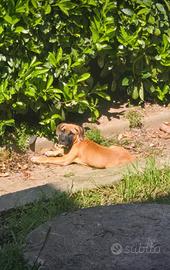 Cuccioli dogo Canario