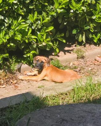 Cuccioli dogo Canario