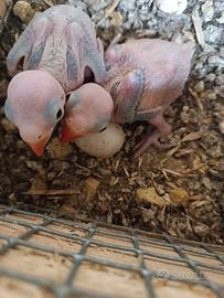 Parrocchetti dal collare da inbecco viola