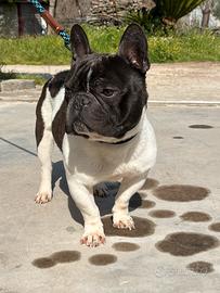 Bulldog francese maschio