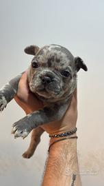 Cuccioli Bulldog francese