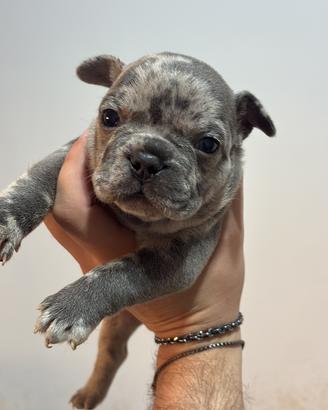 Cuccioli Bulldog francese