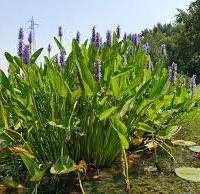 Pianta acquatica per laghetto
