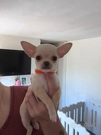 Cuccioli di Chihuahua femmina a pelo corto