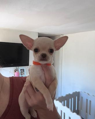 Cuccioli di Chihuahua femmina a pelo corto