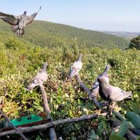 Piccioni volantini per caccia al colombaccio