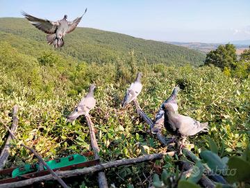 Piccioni volantini per caccia al colombaccio
