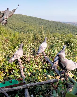 Piccioni volantini per caccia al colombaccio