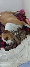 Cucciolo/a Amstaff staffordshire bull terrier