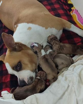Cucciolo/a Amstaff staffordshire bull terrier