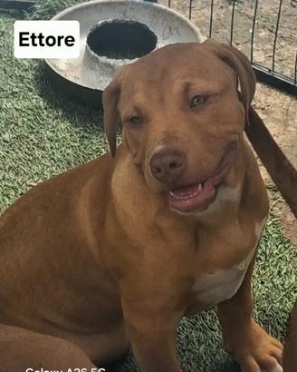 Cucciolii pitbull