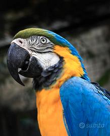 Baby ararauna allevati a mano